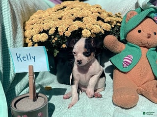 Chihuahua dogs Kelly - Ad 31