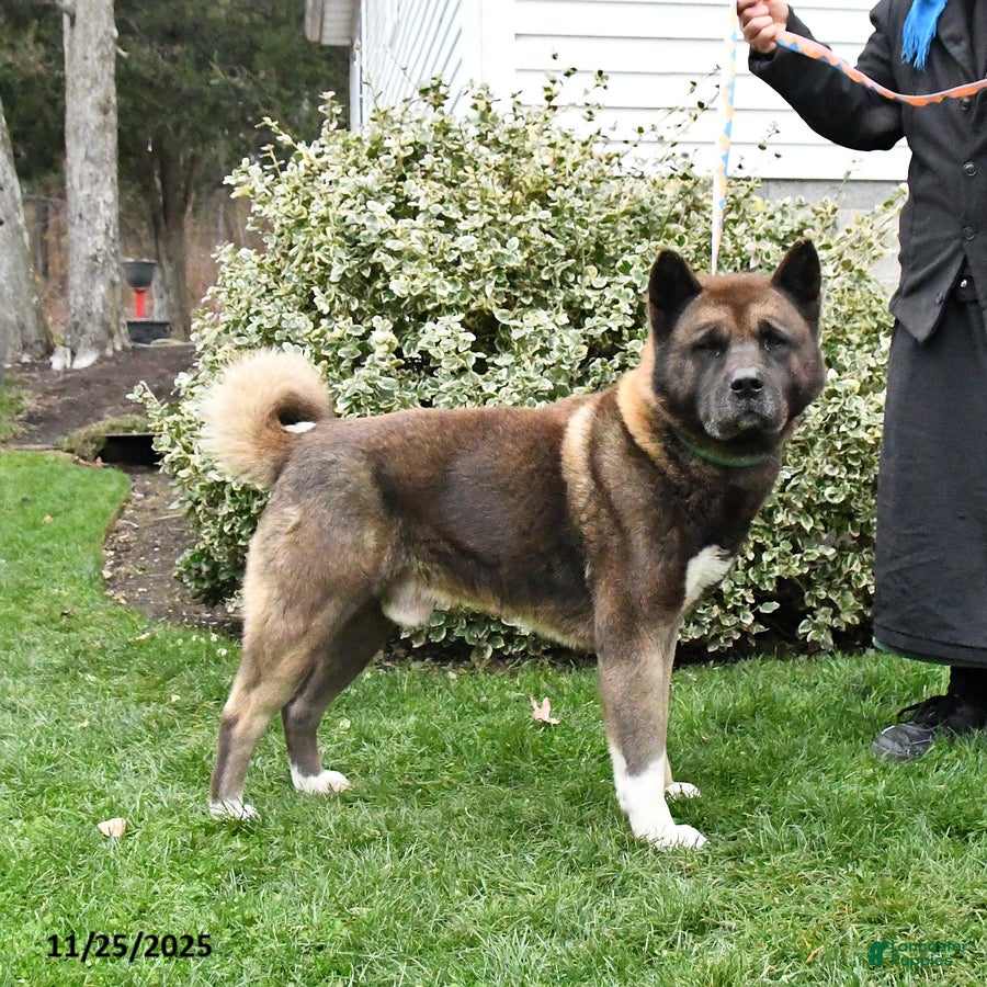Akita dogs Trex - Ad 13