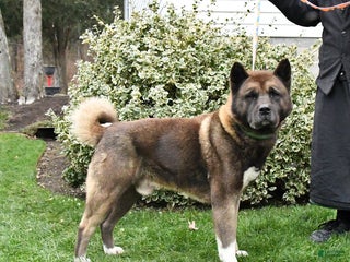 Akita dogs Trex - Ad 18