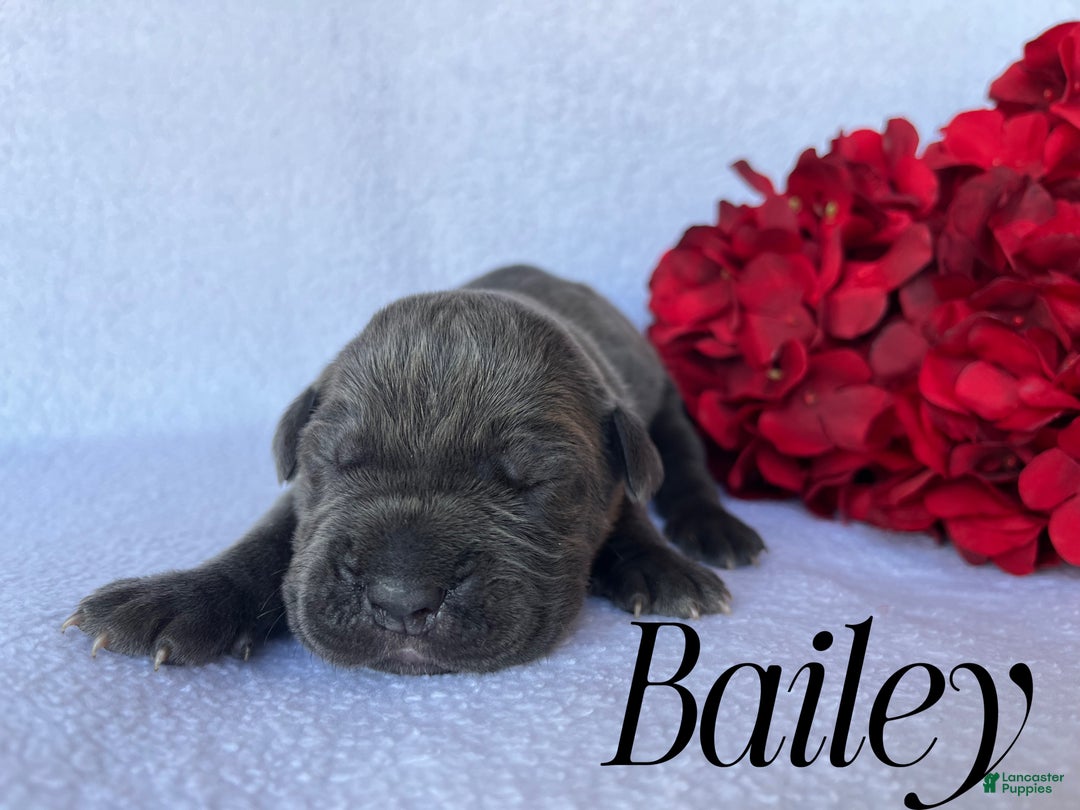 Cane Corso dogs for sale: Bailey - Ad 4