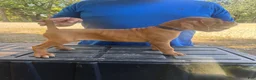 Vizsla dogs for sale: Blue - Ad 2