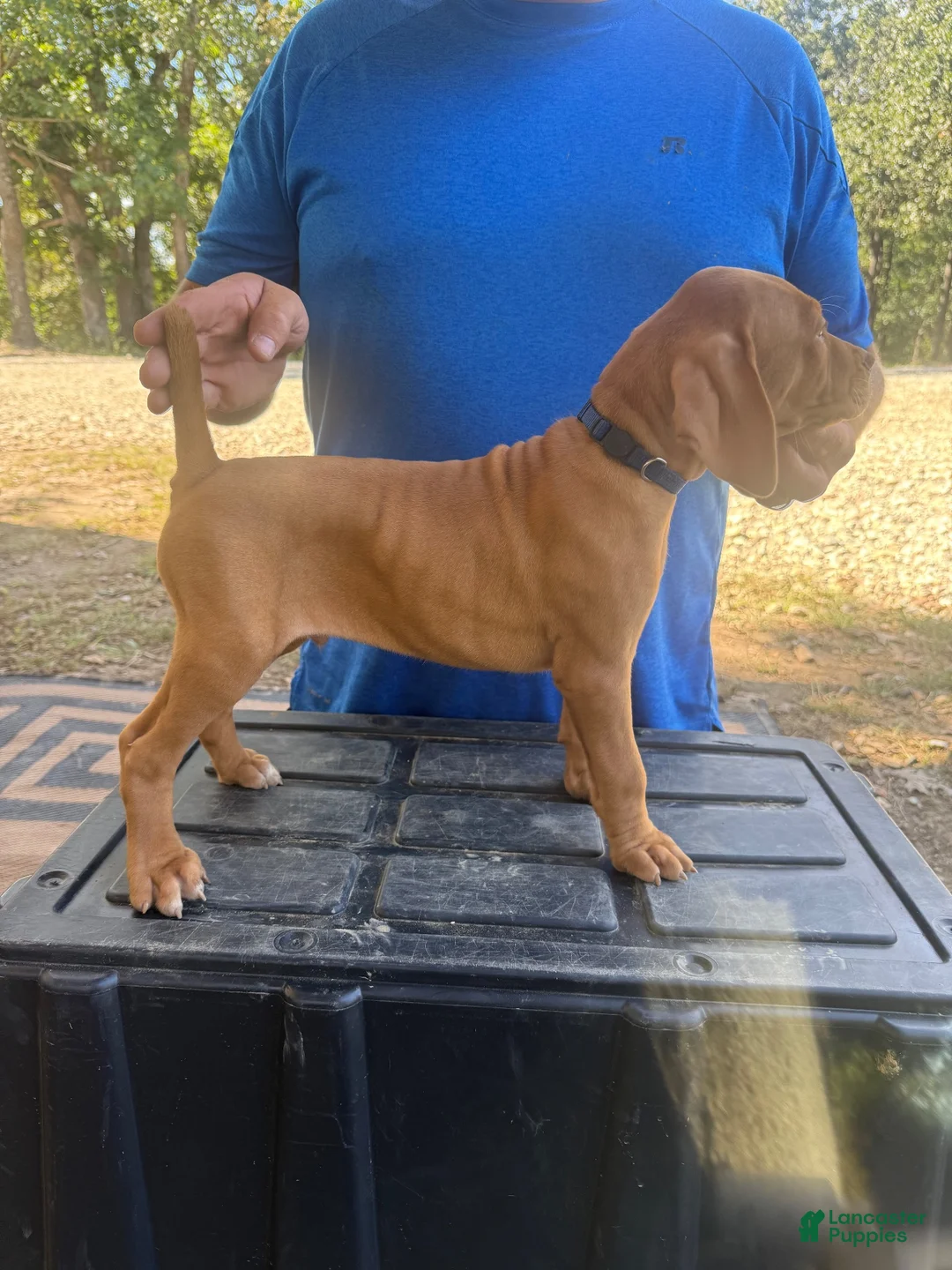 Vizsla dogs for sale: Blue - Ad 2