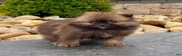 Pomeranian dogs for sale: Buddy - Ad 4