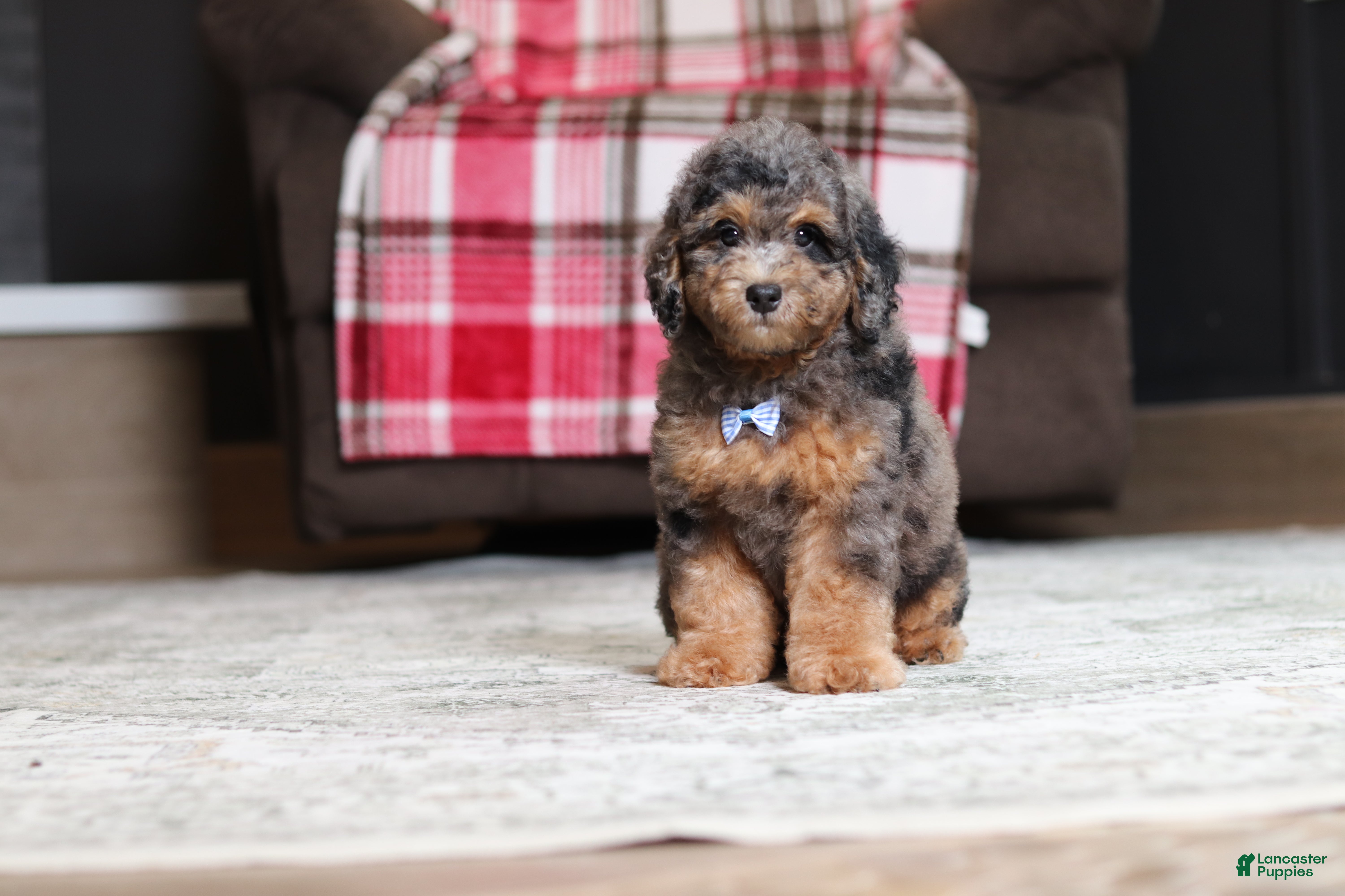 Miniature Poodle dogs Ace - Ad 2