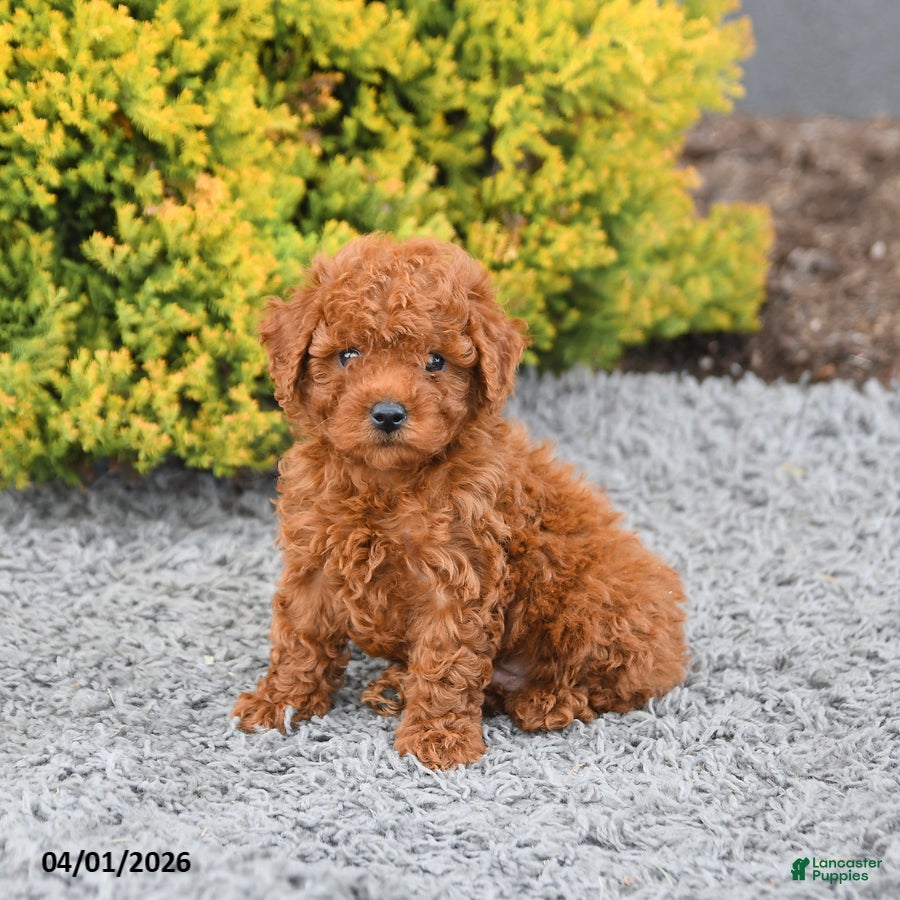 Miniature Poodle dogs Cooper - Ad 2