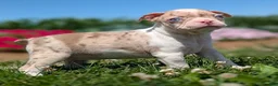Boston Terrier dogs for sale: Smore - Ad 1