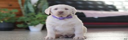 Labrador Retriever dogs for sale: Noel - Ad 2