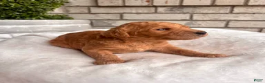 Goldendoodle Puppy 1