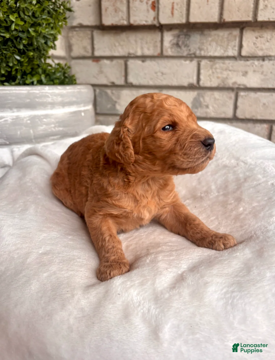 Goldendoodle dogs for sale: Goldendoodle Puppy 1 - Ad 1