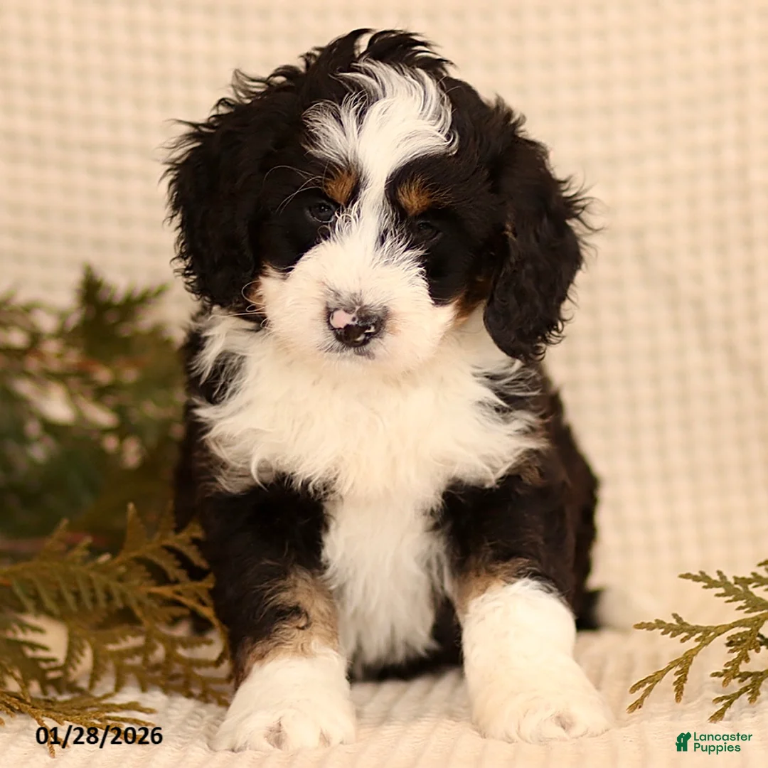 Mini Bernedoodle dogs for sale: Casper - Ad 1
