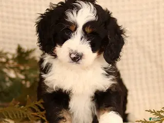 Mini Bernedoodle dogs Casper - Ad 36