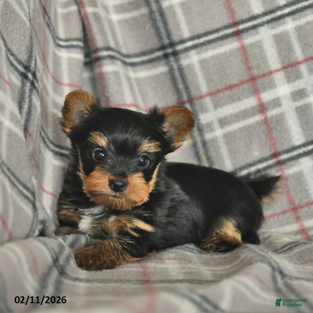 Yorkshire Terrier dogs for sale: Ulysses  - Ad 3