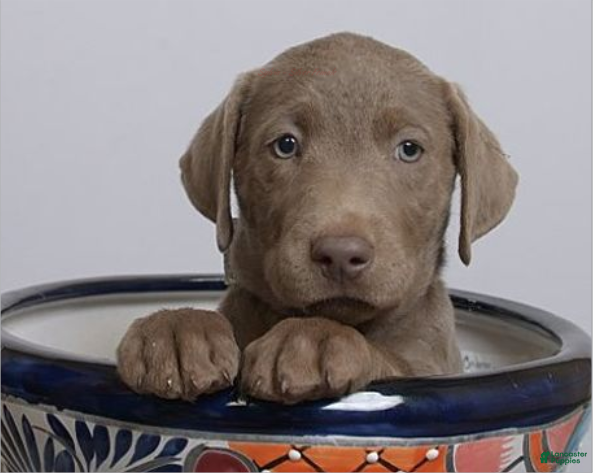 Labrador Retriever dogs Labrador Retriever Puppy 4 Sylvia - Ad 3