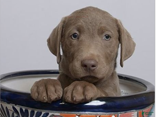 Labrador Retriever dogs Labrador Retriever Puppy 4 Sylvia - Ad 1