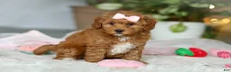 Cavapoo dogs for sale: Maggie - Ad 4