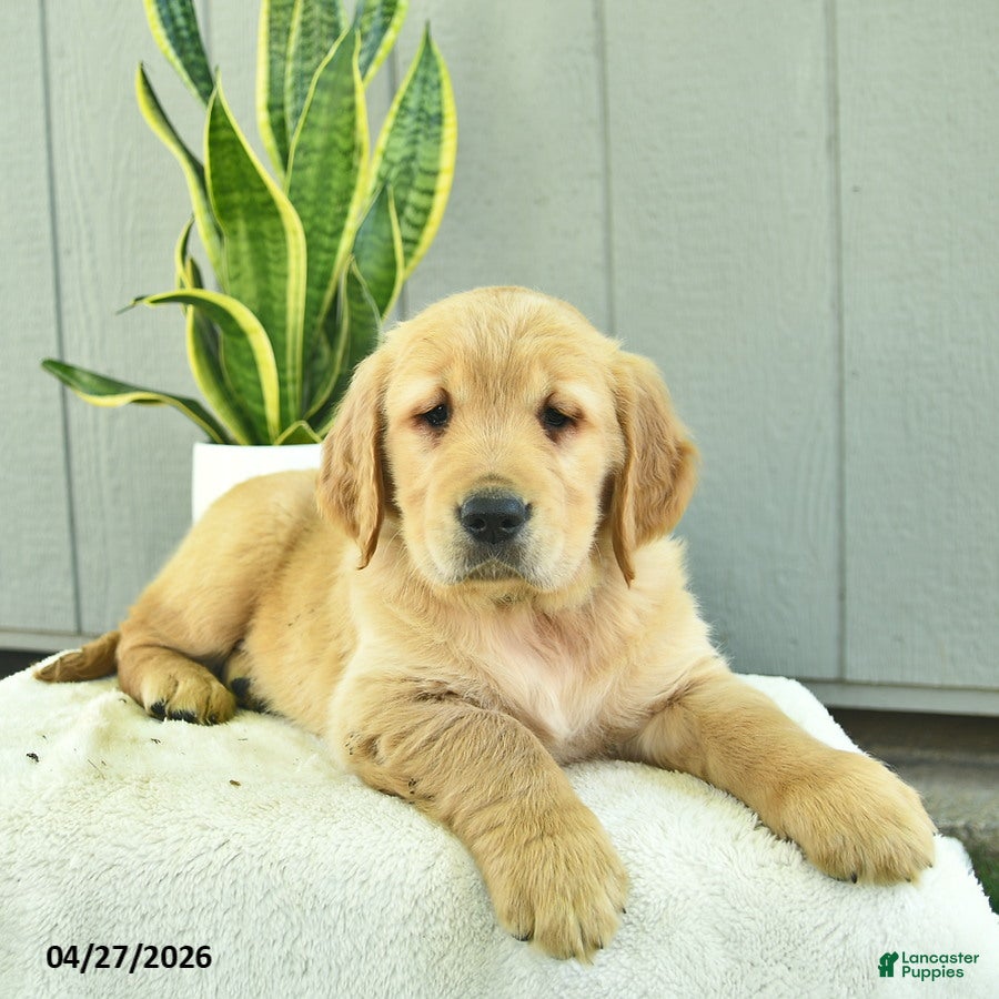 Golden Retriever dogs Mocha  - Ad 2