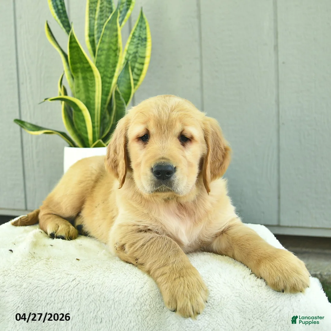 Golden Retriever dogs for sale: Mocha  - Ad 2