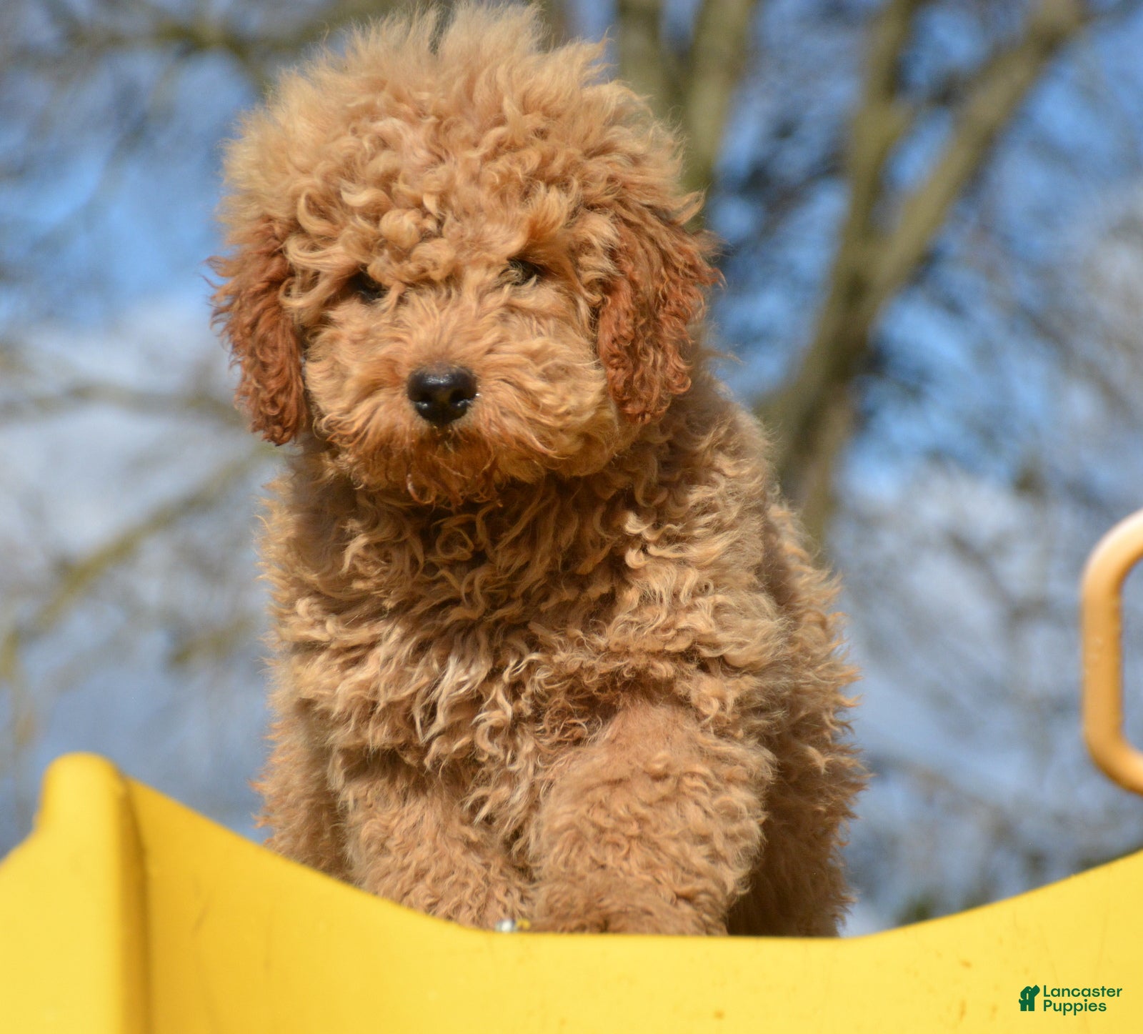 Mini Goldendoodle dogs Mini Goldendoodle Denver - Ad 41