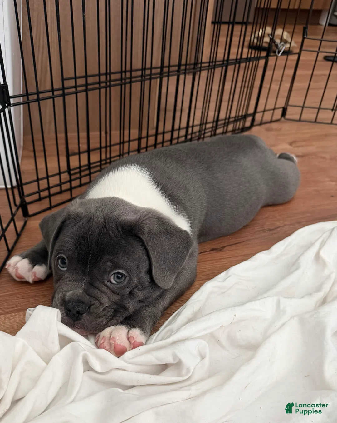 Mixed Breed dogs for sale: Blue Micro Bully Male - Ad 2