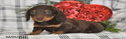 Miniature Dachshund dogs for sale: Coco - Ad 3