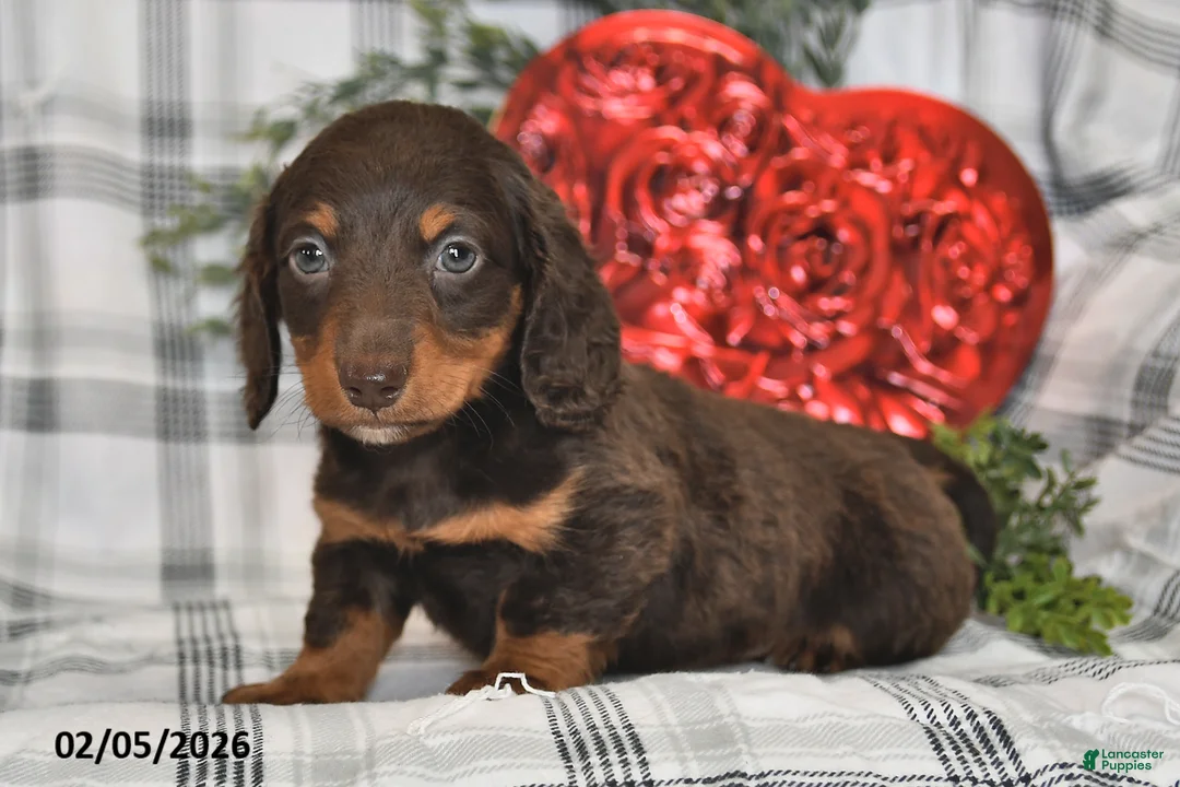 Miniature Dachshund dogs for sale: Coco - Ad 3