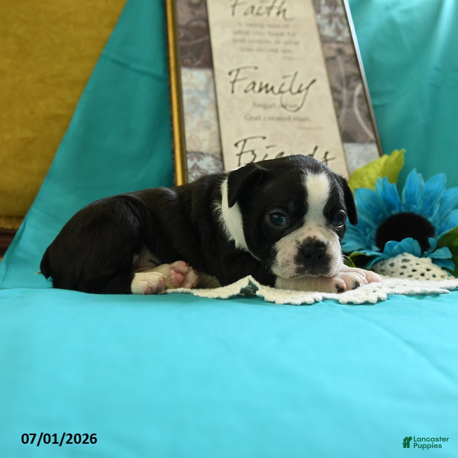 Boston Terrier dogs Vixon - Ad 2