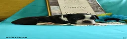 Boston Terrier dogs for sale: Vixon - Ad 7
