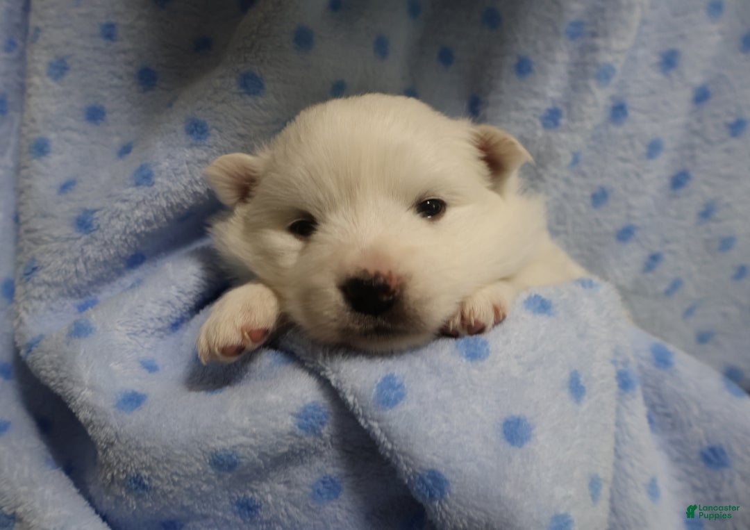 American Eskimo dogs for sale: Ivy - Ad 4