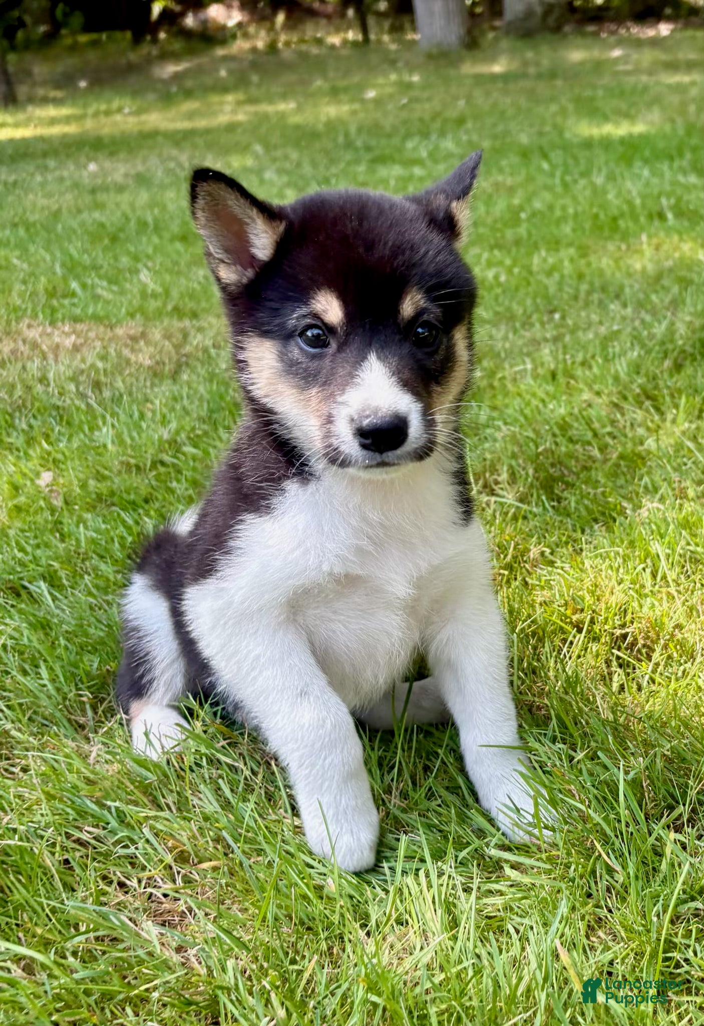 Shiba Inu dogs Shiba Inu Male - Ad 2