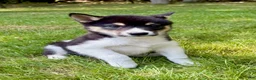 Shiba Inu dogs for sale: Shiba Inu Male - Ad 2