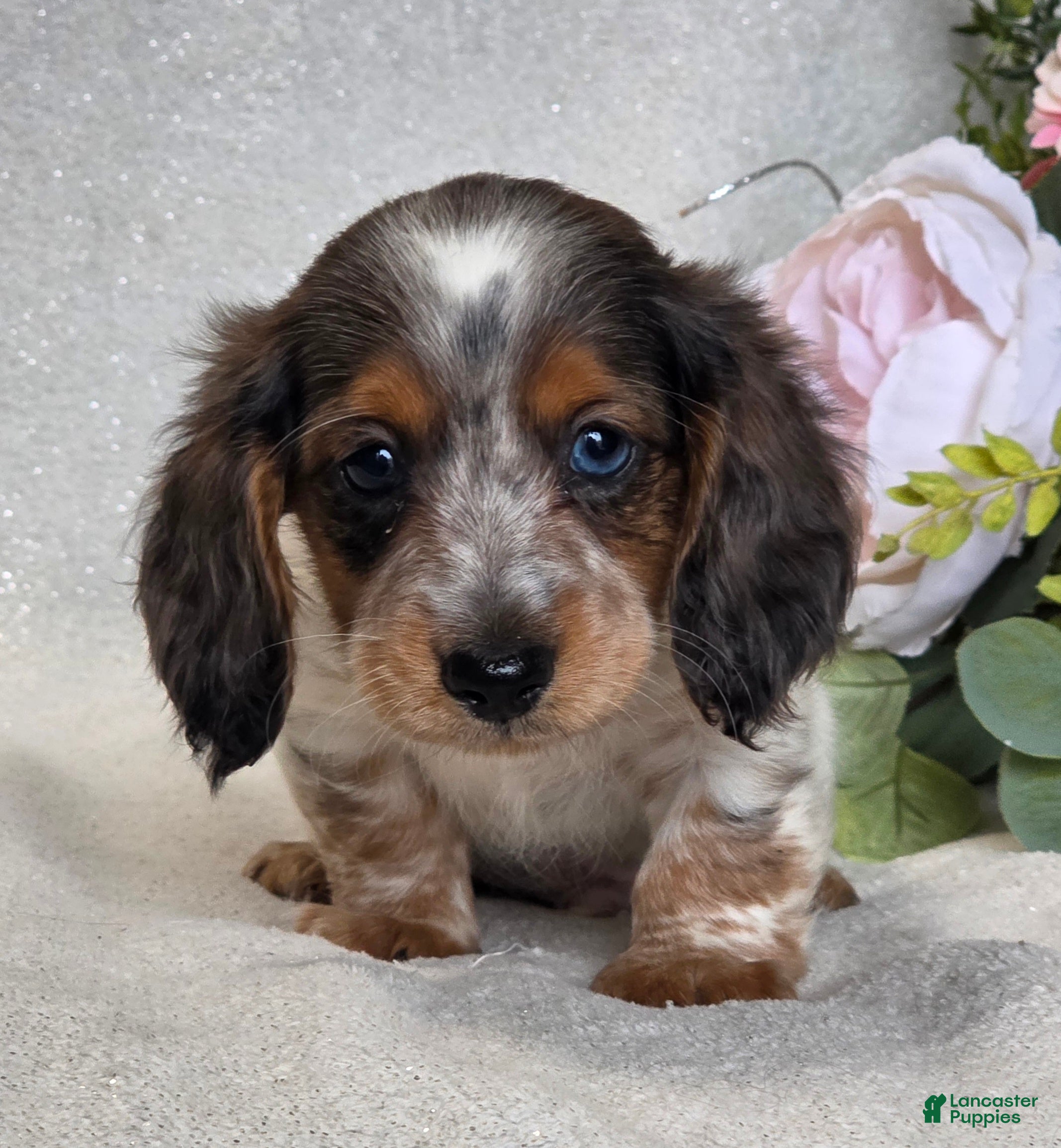 Miniature Dachshund dogs Rosco - Ad 2