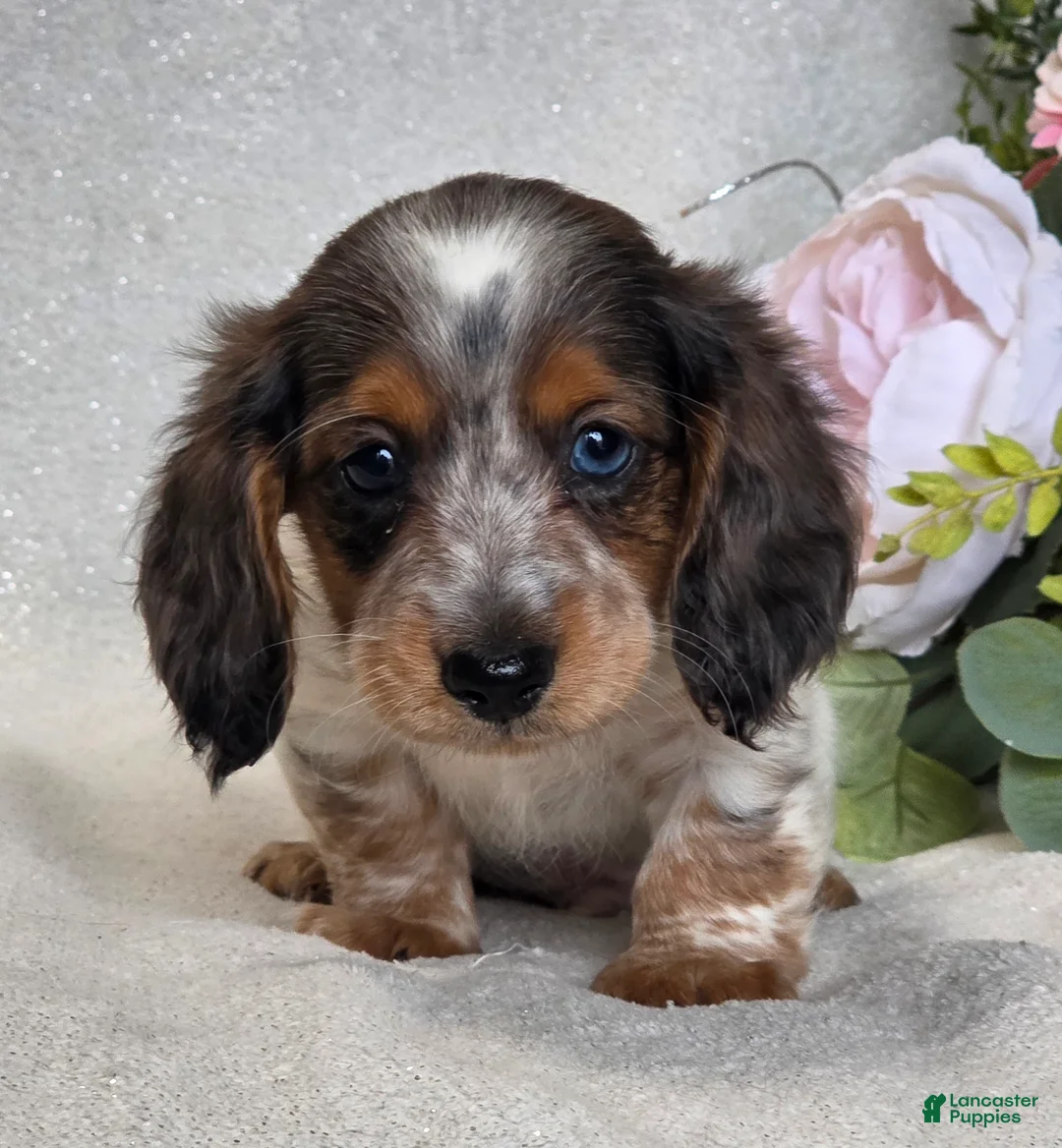Miniature Dachshund dogs for sale: Rosco - Ad 2