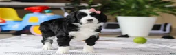 Bernedoodle dogs for sale: Kaylee - Ad 4