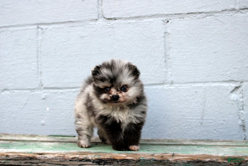 Pomeranian dogs Leona  - Ad 2