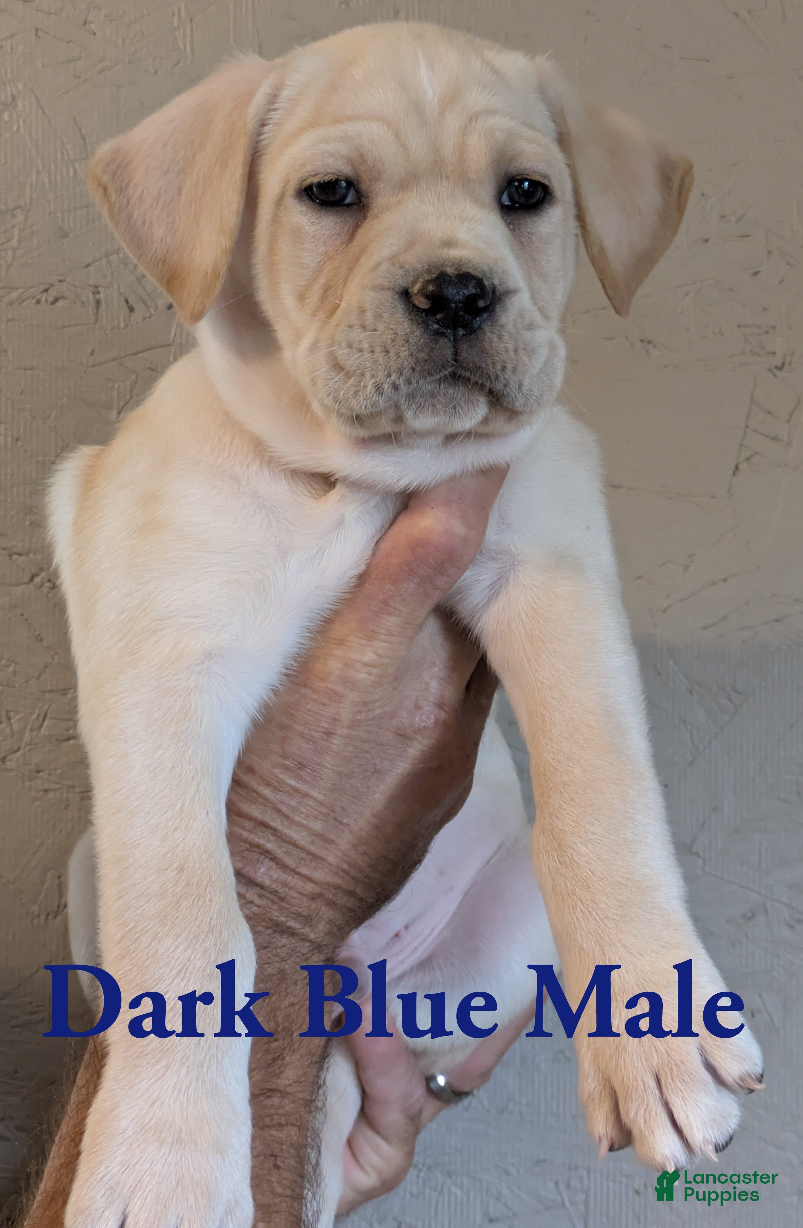 Cane Corso dogs for sale: Dark Blue - Ad 24