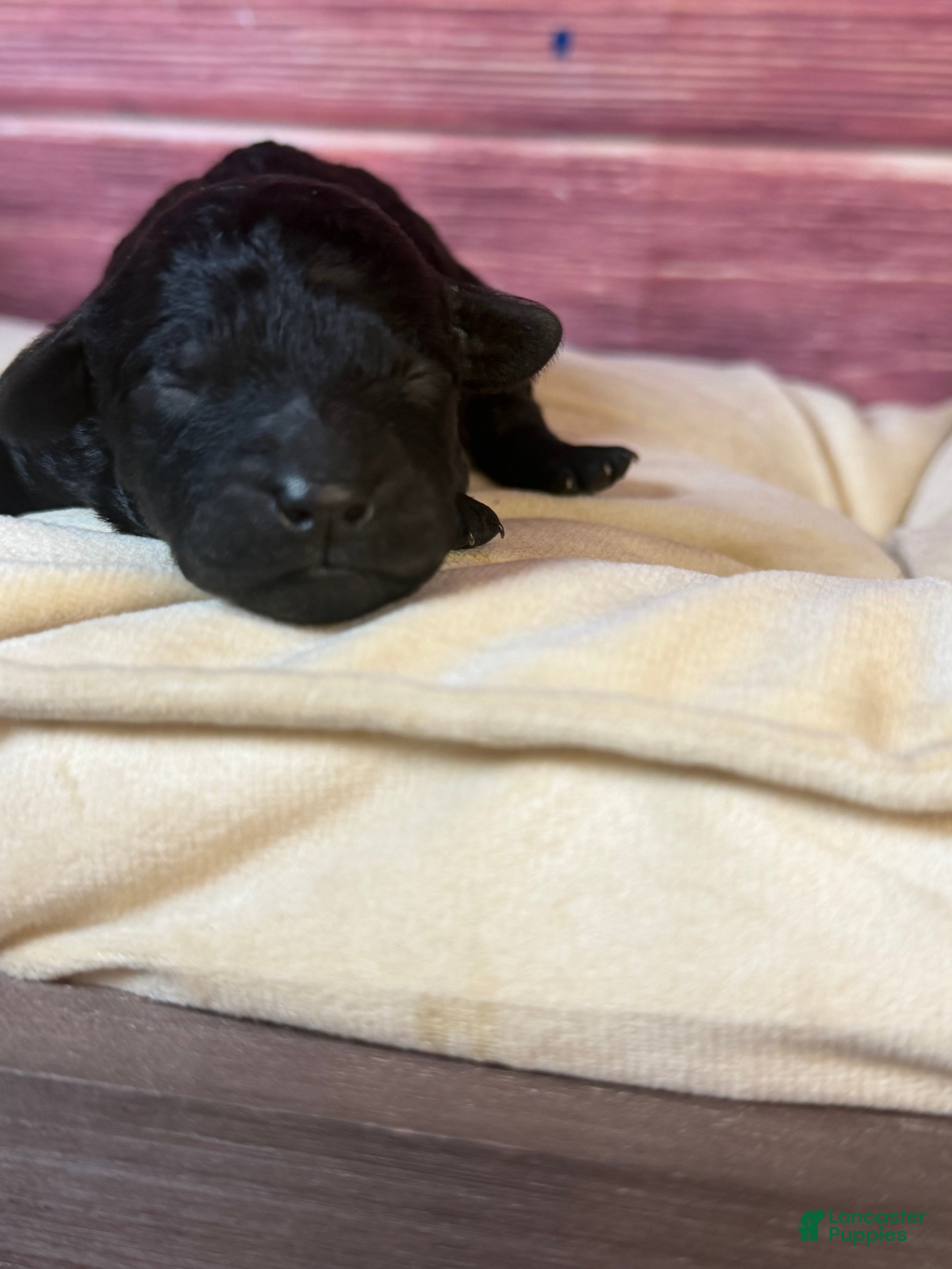 Cockapoo dogs Nora - Ad 2