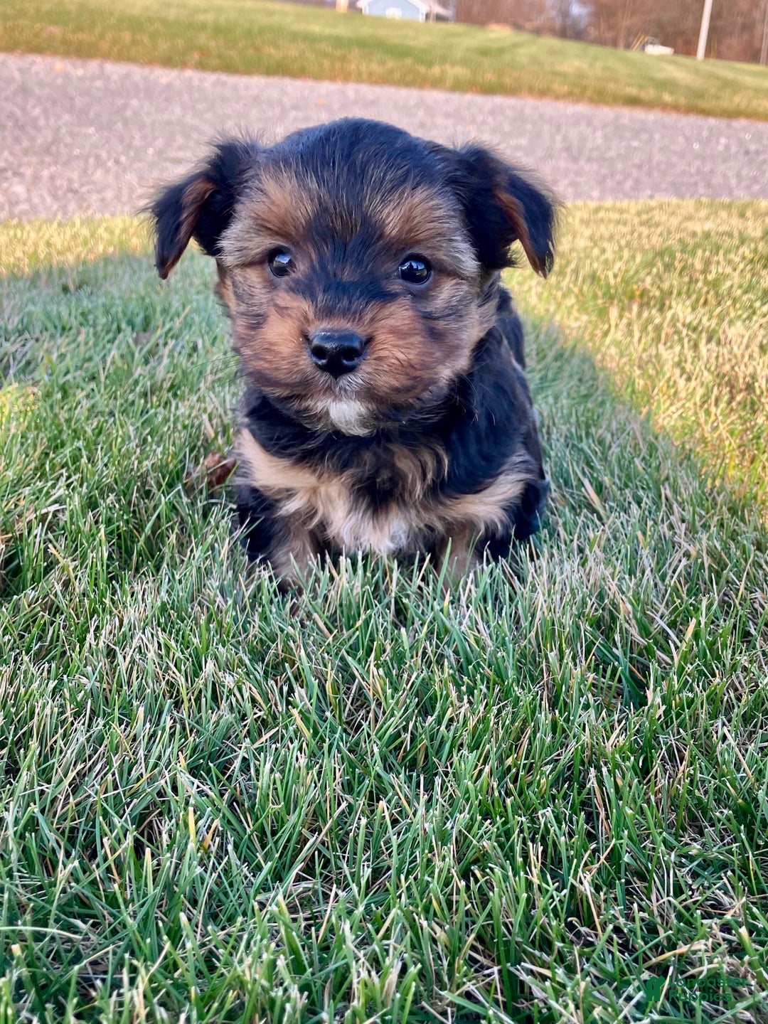Yorkshire Terrier dogs for sale: Atlas - Ad 4