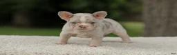 French Bulldog dogs for sale: Dora - Ad 13