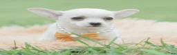Chihuahua dogs for sale: Chachi - Ad 3