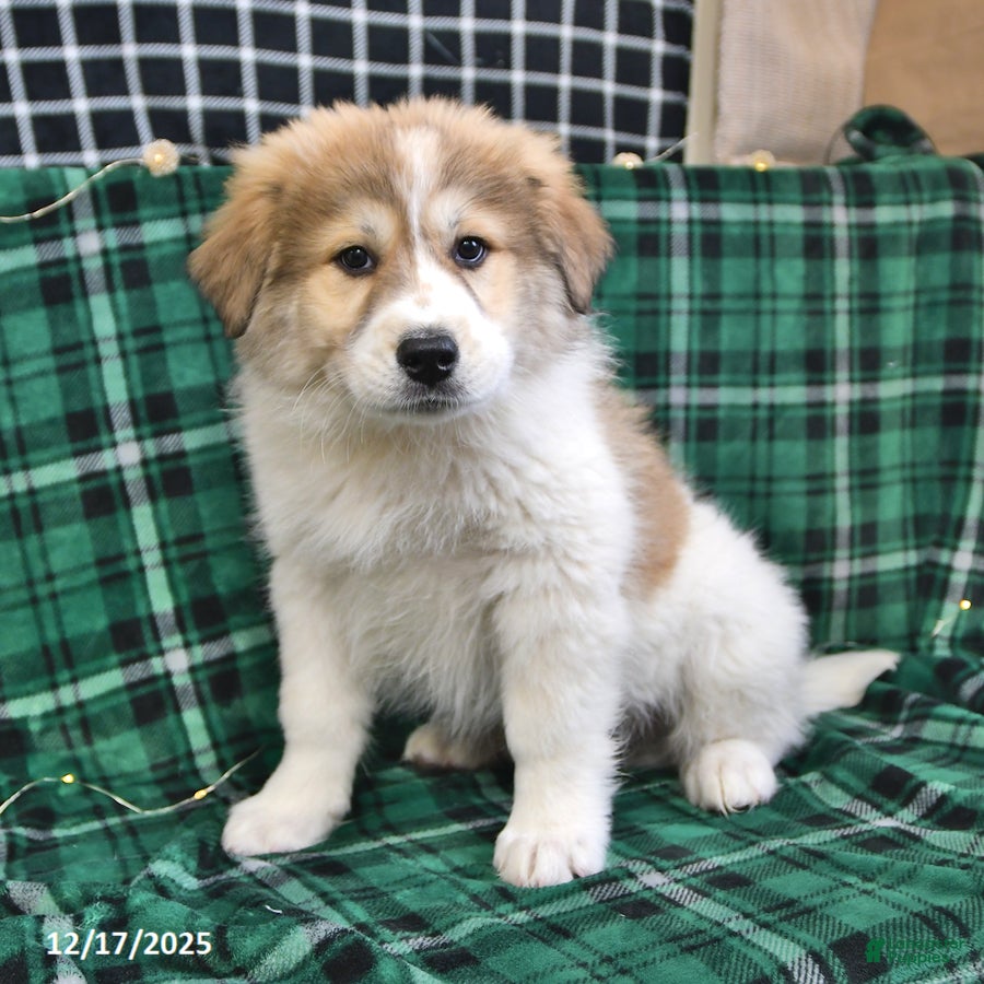 Great Pyrenees dogs Ashton - Ad 11