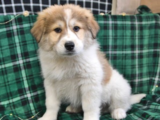 Great Pyrenees dogs Ashton - Ad 4