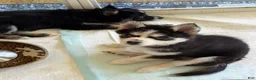Pomsky dogs for sale: Angel  - Ad 3