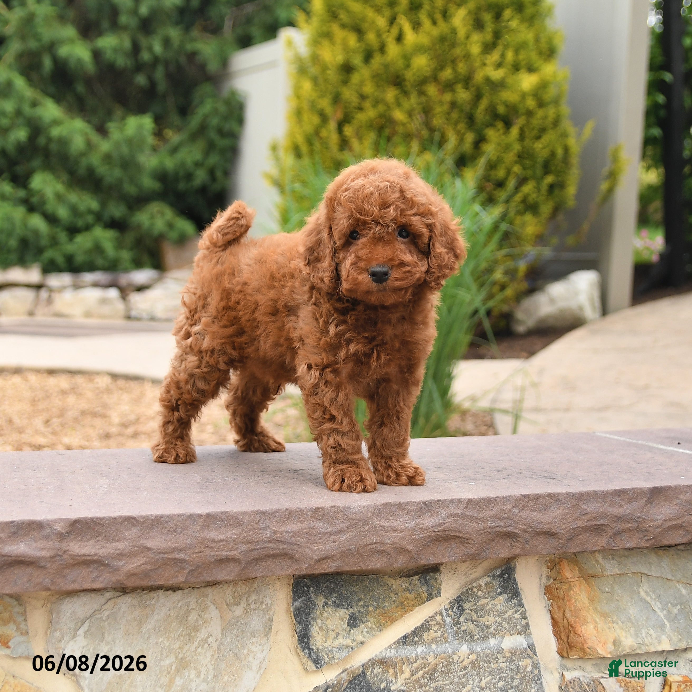 Miniature Poodle dogs Easton - Ad 2