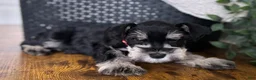 Miniature Schnauzer dogs for sale: Jack - Ad 8