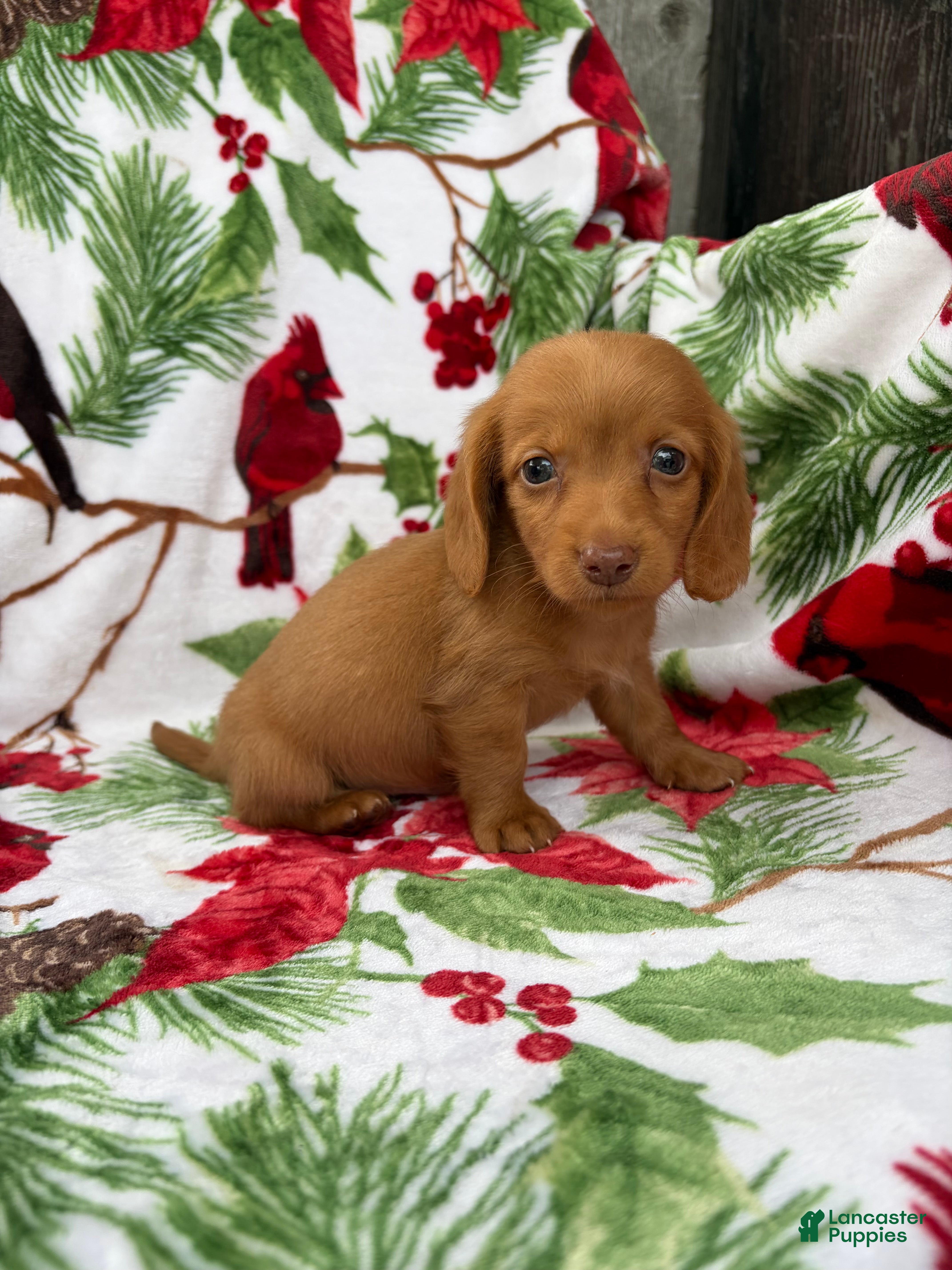 Miniature Dachshund dogs for sale: Toby - Ad 1