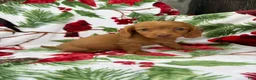 Miniature Dachshund dogs for sale: Toby - Ad 1