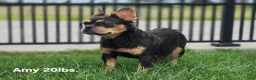 French Bulldog dogs for sale: Bruno - Ad 8