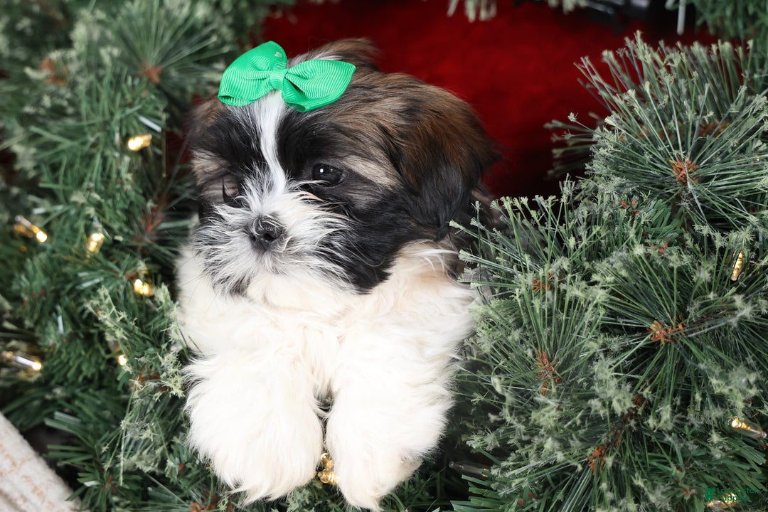 Shih Tzu dogs for sale: Pepper - Ad 14