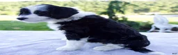 Mini Bernedoodle dogs for sale: Fiona - Ad 5