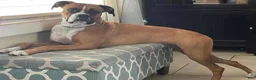 Boxer dogs for sale: Boxer 1 - Ad 3